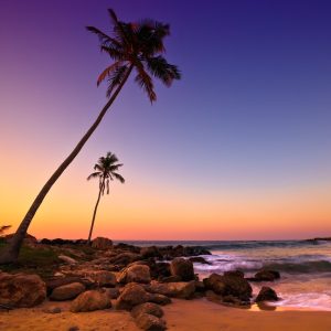 Sunset on Beach with Coconut Trees, Sri Lanka